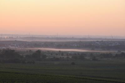 Nebel liegt über der Pfalz