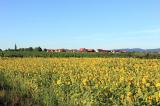 Blick nach Erpolzheim