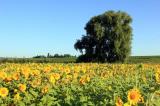 Blick hoch zum Freinsheimer Friedhof