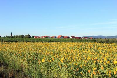 Blick nach Erpolzheim